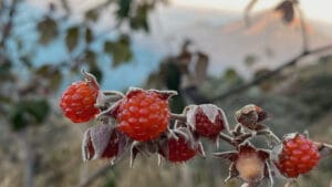 Mendaki ke Puncak: Petualangan Hiking Camping Sumbing 2 Hari 1 Malam dari Basecamp Garung