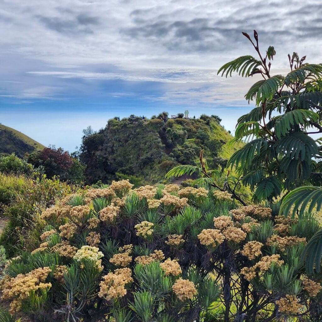 Rasakan Keindahan Megah Gunung Merbabu Indonesia lewat Pendakian 1 Hari yang Menantang