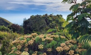 Rasakan Keindahan Megah Gunung Merbabu Indonesia lewat Pendakian 1 Hari yang Menantang